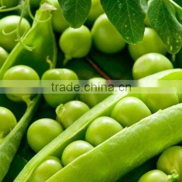 Asian seed vegetable seed company exporter