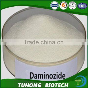 White plant hormone daminozide b9 92%tc 85%tc for agriculture