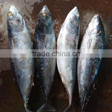 Superior Fresh W/r Bonito Tuna photo-3