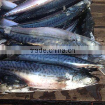 Pacific Mackerel photo-5