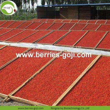 Factory Hot Sale Dried Himalayan Goji Berry photo-4