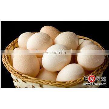 High Quality Egg Cleaning Machine,egg Washing Machine photo-6