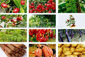 Agrochemicals Paclobutrazol 15%wp Powder Mango Control Overgrowth Cas 76738-62-0 photo-3