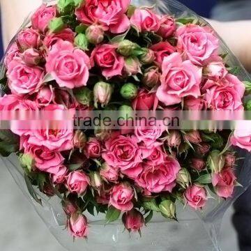 Colorful sprayed rose high quality fresh cut rose flower