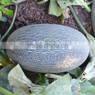 Red Star No.5 high round and green skin sweet melon seeds