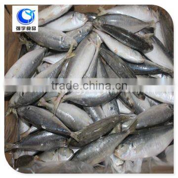 New Arrival Frozen Seafood Blue Mackerel Scad (JSD-BMS-01) Prices