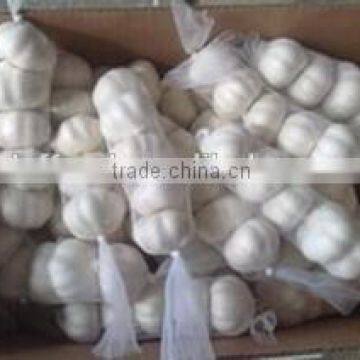 Frozen Garlic Clovewith Best Quality and Hot Price photo-2