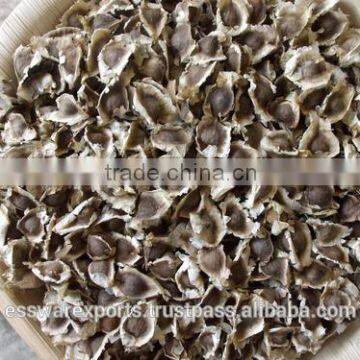 New Arrival PKM1 Moringa Seed