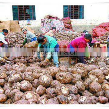 FDA Zero Calorie and Low Fat Konjac Fettuccine photo-3