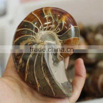 Natural High Quality Ammonite Fossils For Sale