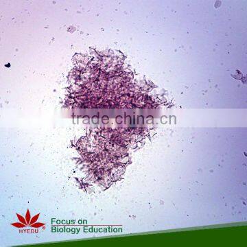 Direct Factory Individual Bacteria Microbiology Prepared Microscope Slides photo-2