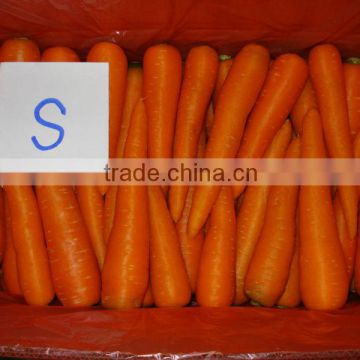 Inner Mongolia New Season of Red Carrot