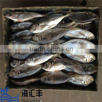 New catch fresh seafood forzen horse mackerel from China supplier