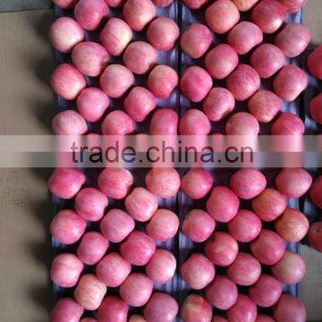 Fuji Apples Wholesale Fruit Prices photo-4