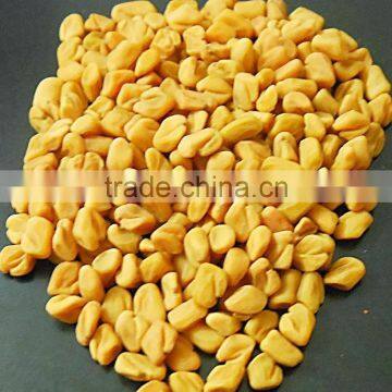 Indian Fenugreek Seeds Exporters