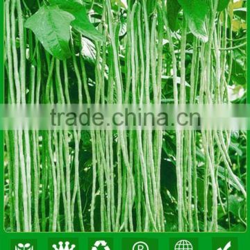 NBE05 Chonwu high yield bean seeds supplier,name of seeds