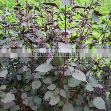 Natural Style and Common Cultivation Type Natural Organic perilla seed