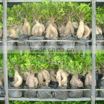 Ficus Bonsai Nursery