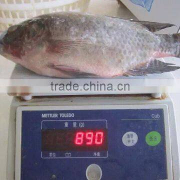 Frozen Tilapia photo-3