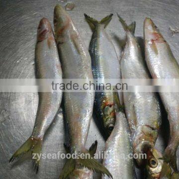 Frozen Sardine Fish photo-3