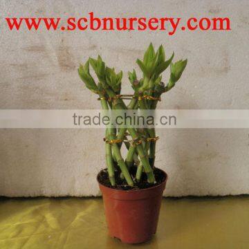 Lucky bamboo Dracaena Sanderiana Lucky bamboo cage