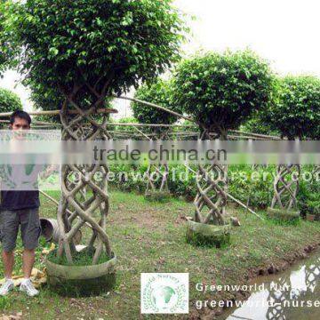 Ficus cage shape for sell