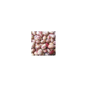 light speckle kidney bean