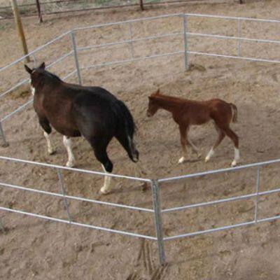 Hot Dipped Galvanized Steel Horse Fence Australian Style Low Maintenance Woven Technology Round Fence Post Driveway Gate Yard photo-5