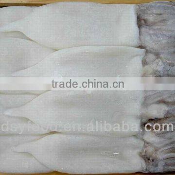 frozen illex squid tube