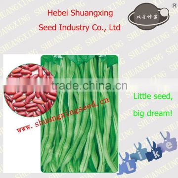 Red Beans Seeds SX Kidney Bean Seeds No.1403