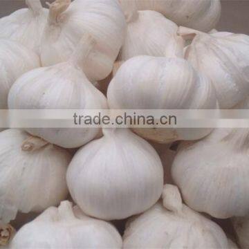 Chinese Garlic