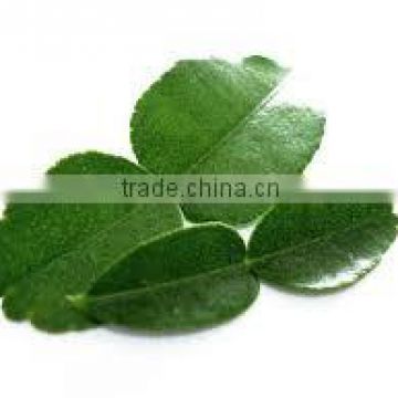 Organic Fresh Kaffir lime leaves Grade A