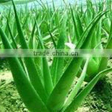 Aloe Vera Pulp