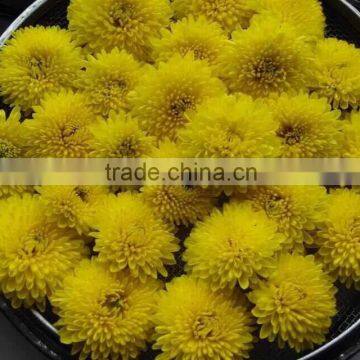 Chinese herbs herbal products fruit tea chrysanthemum tea