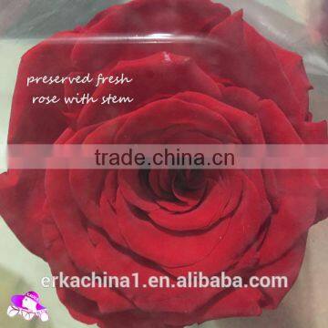 Natural Preserved Roses With Stems