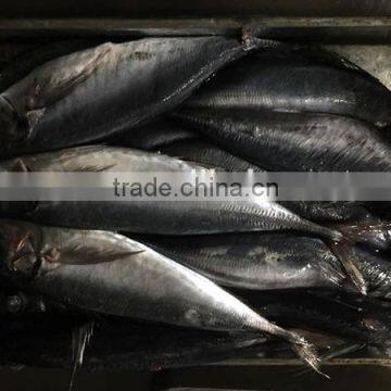 Frozen horse mackerel 500g+ for marketing