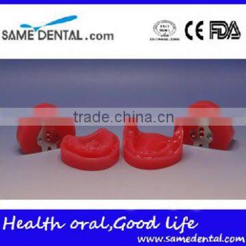 Dental Functional Edentulous Jaws Model DEA-30 photo-3