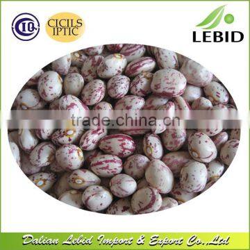 New Crop Reasonable Price Kidney Beans Xinjiang Origin