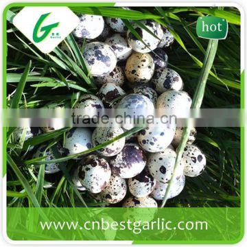 Hatching fresh quail eggs