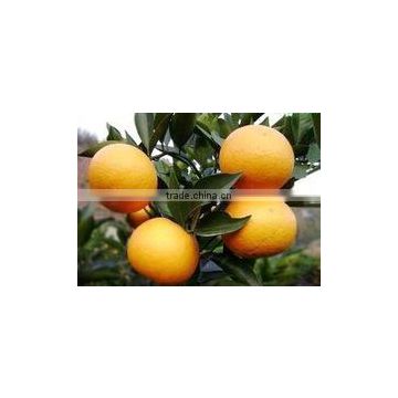 Organic navel Orange 2017