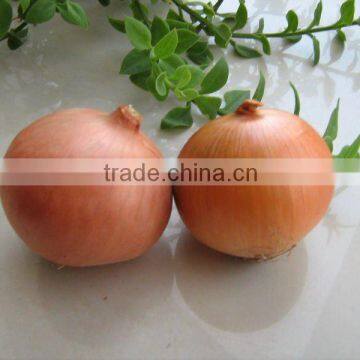 Yellow Onion
