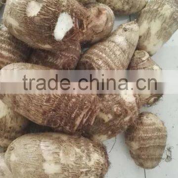 rice reaper taro