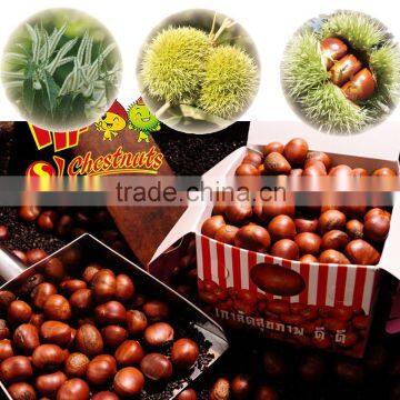New Crop Fresh Chestnut, Bulk Hebei Chestnuts for Sale photo-5