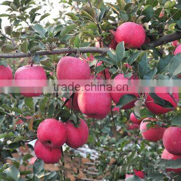 New Arrival Fresh Fuji apple with best price Sweet Fuji apple