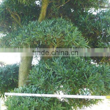 Big Live Bonsai Tree photo-3