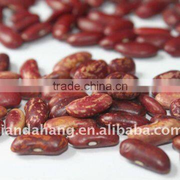 Dark Purple Kidney Beans