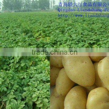 Authenticated GAP Fresh Potato Producer & Farmer