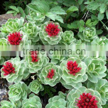 Rhodiola Rosea Root Extract Powder photo-2