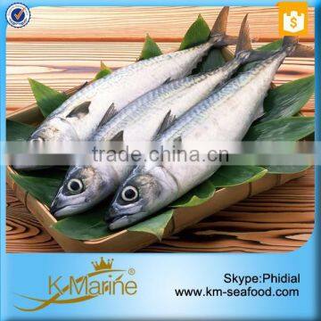Frozen Whole Round Mackerel photo-5