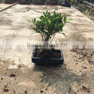 Ficus Microcarpa Bonsai in 15cm,20cm ,25cm ,30cm Pot,ball ,S Shape photo-5